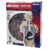 Anatomia Umana 4D: Torso Trasparente