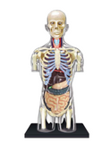 Anatomia Umana 4D: Torso Trasparente